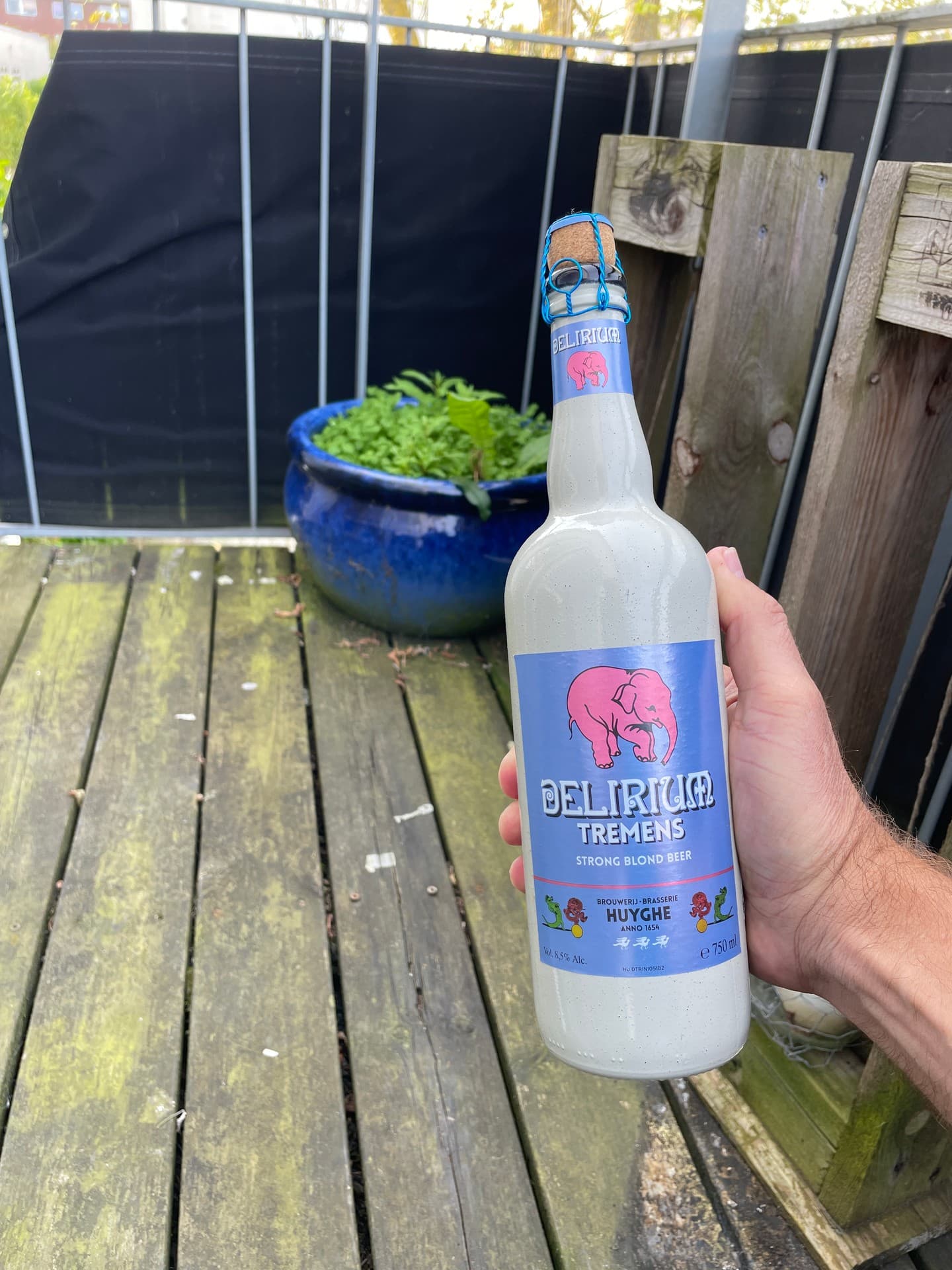 Delirium Tremens by Brouwerij Huyghe, shared by @amazonrivertrip