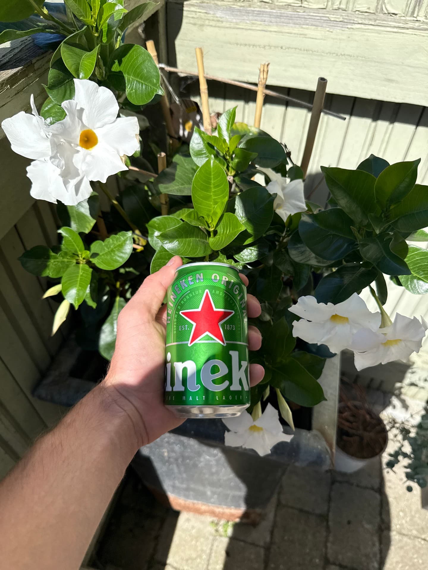 Heineken from Heineken beer photo