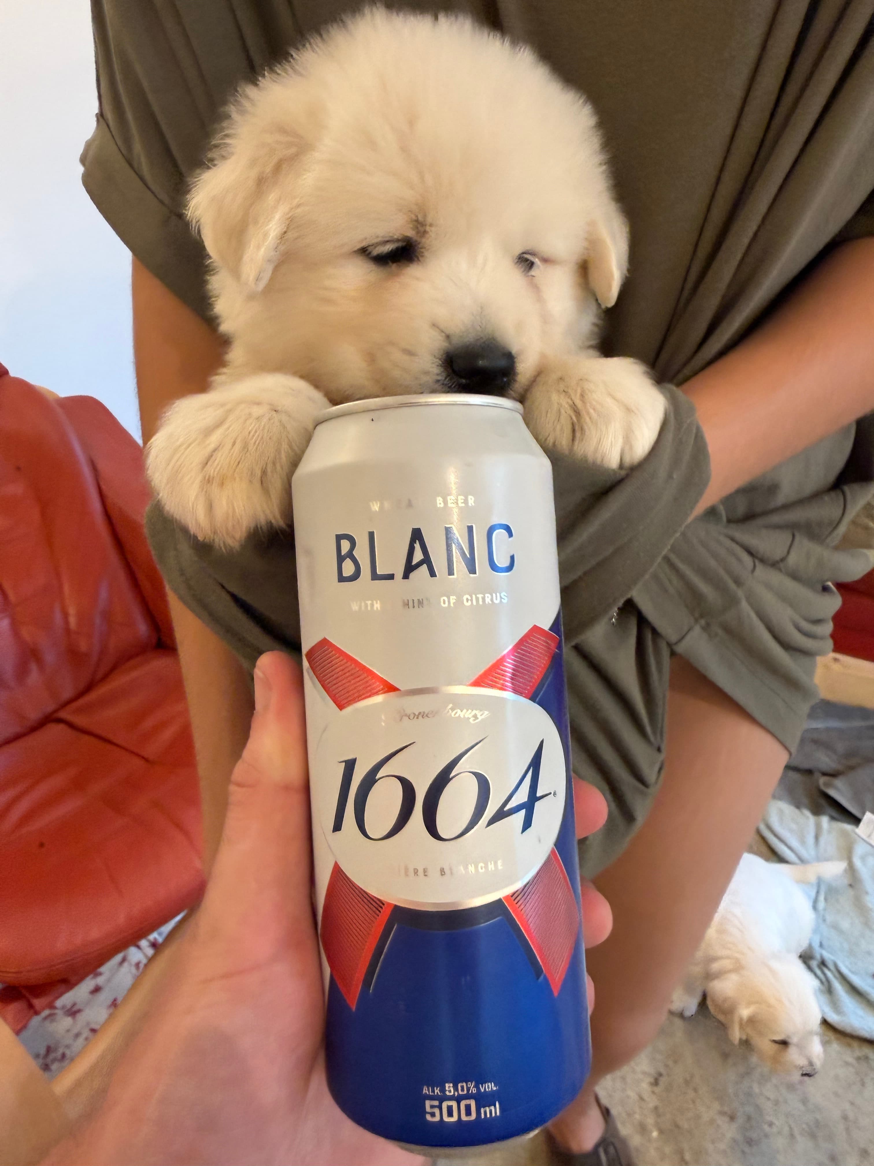 1664 Blanc from Kronenbourg beer photo
