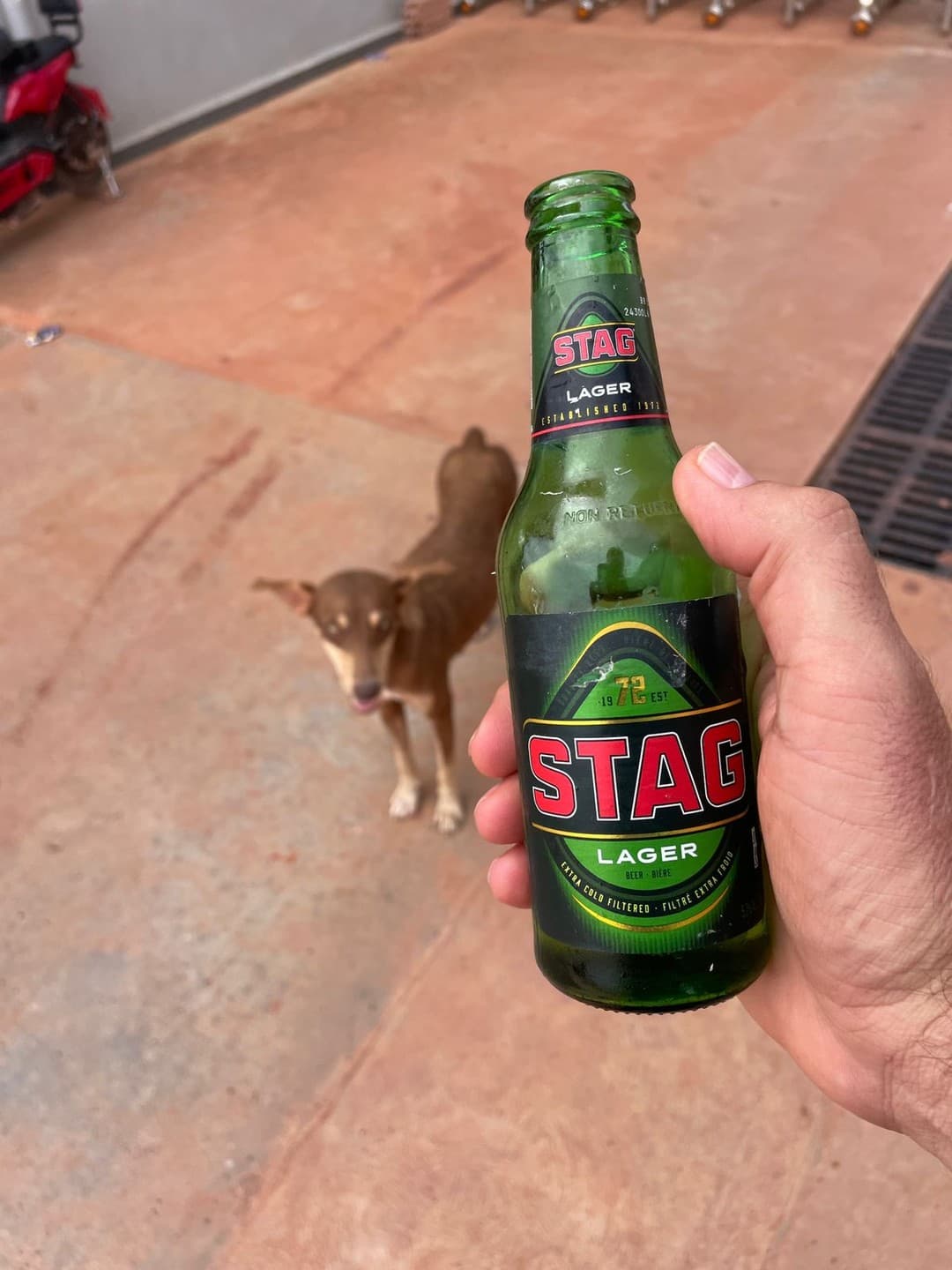 Stag Lager by Trinidad and Tobago, shared by @amazonrivertrip